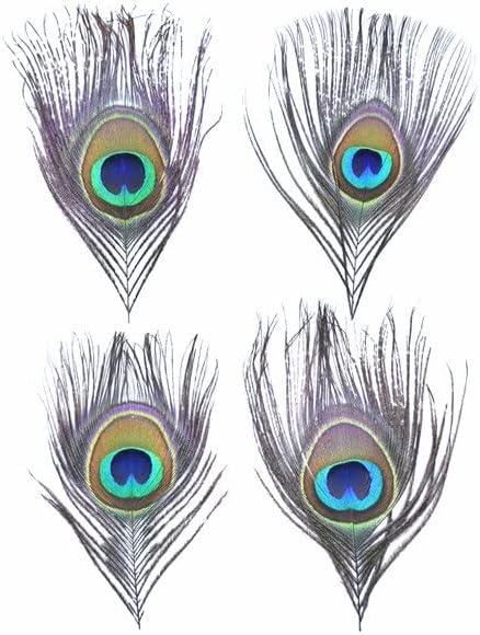 10pcs/lote natural raro penas de pavão penas de olho para artesanato decoração de penas de penas de penas de