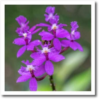 3drose Danita Delimont - Flor - Orquídea, Epidendrum - Ferro em Transferências de Calor