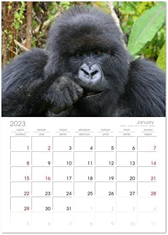 Mountain Gorillas - The Gentle Giants), calendário mensal Calvendo 2023
