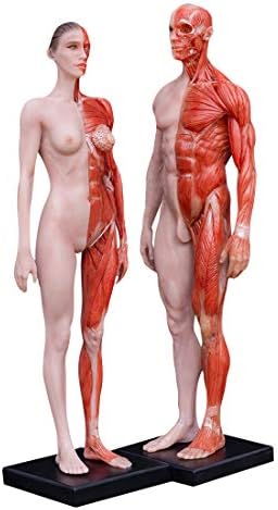 Doc.royal masculino e feminino Resina Humana Anatomical Anatomia Caveira Cabeça Modelo Músodo Músico