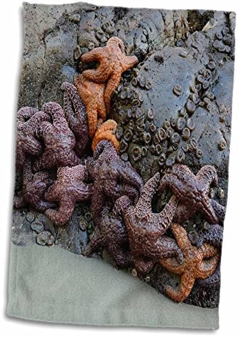 3drose Canada, Ilha de Vancouver. Estrelas nas rochas em Tonquin Beach, Tofino - toalhas