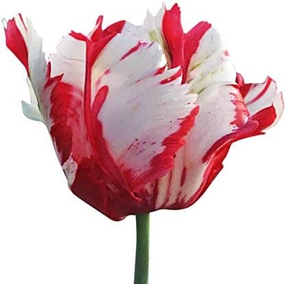 10 Estella Rynveld Parrot Tulip Bulbs - Bulbos de mola de tulipas de papagaio vermelho e branco