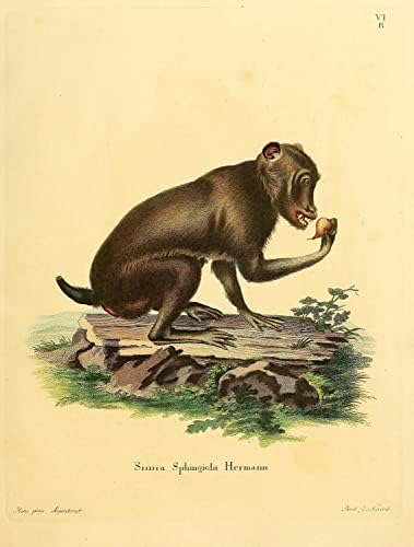 Chacma Cape Baboon PriMate Monkey Vintage Wildlife Decor de escritório de aula Zoologia Ilustração Antique Poster