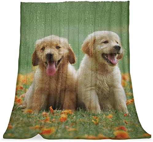 Cobertor macio, cobertor de soneca, cobertores macios e macios e macios, gold retriever animal cão animal