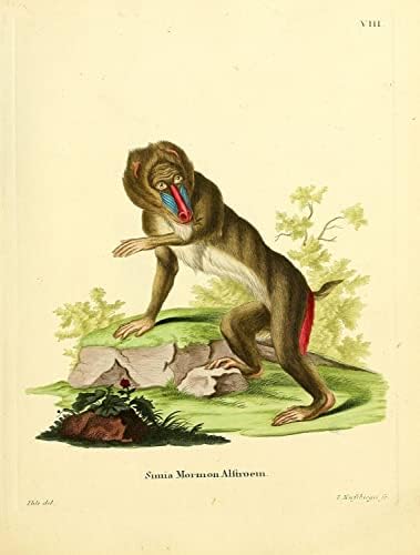 Mandrill PriMate Monkey Vintage Wildlife Decor de sala de aula Zoologia Ilustração Antique Poster de