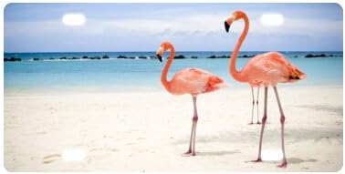 Flamingo na placa da placa de novidade à beira -mar Placa frontal decorativa 6 x 12