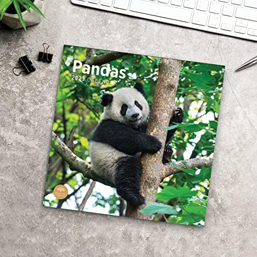 2023 Calendário de parede de pandas por dia brilhante, 12x12 polegadas, fofora fofa de fotografia de vida
