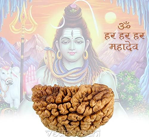 Vaani Vaani Vaani One Face Rudraksh 1 Mukhi Rudraksha Brown